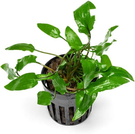 SubstrateSource Cryptocoryne Live Aquarium Plants - Freshwater Plant for Aquariums, Planted Fish Tanks - Beginner Friendly (Wendtii Green, 1 Pot (3-5 Plants))