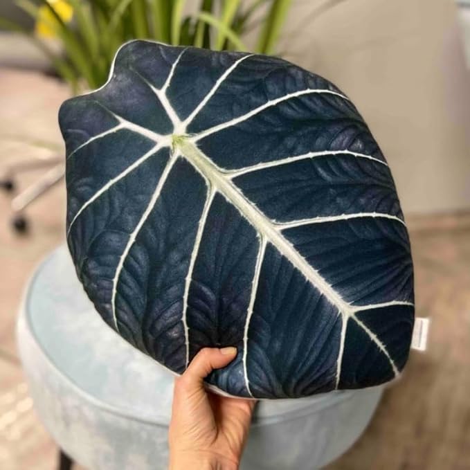 Pack 2 Black Velvet Alocasia Live Plant for Planting, Indoor Houseplant Alocasia Plant Live, 5 to 7 Inc Tall, Bare Root, Alocasia Colocasia Taro Plant for Ornamental Plants