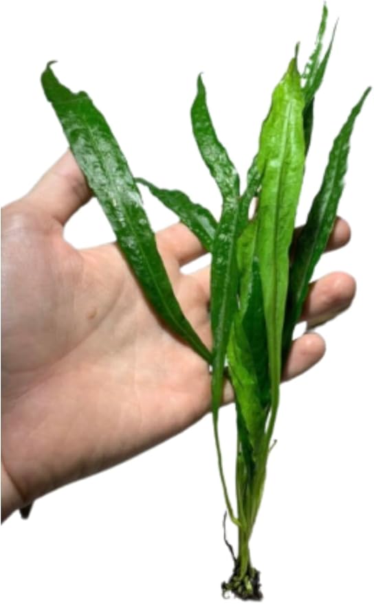 Java Fern and Anubias Aquarium Plant Bundle - Live Freshwater Plants for Aquascaping, Low Maintenance, Easy Beginner Friendly Decor for Fish Tank