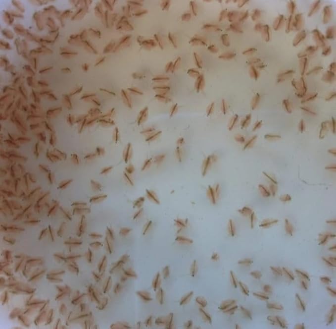 100+ Freshwater Water Daphnia-Great feeders for Freshwater Life and Axolots, Please See Our Seller Page for Our Shipping info and Refund Policy