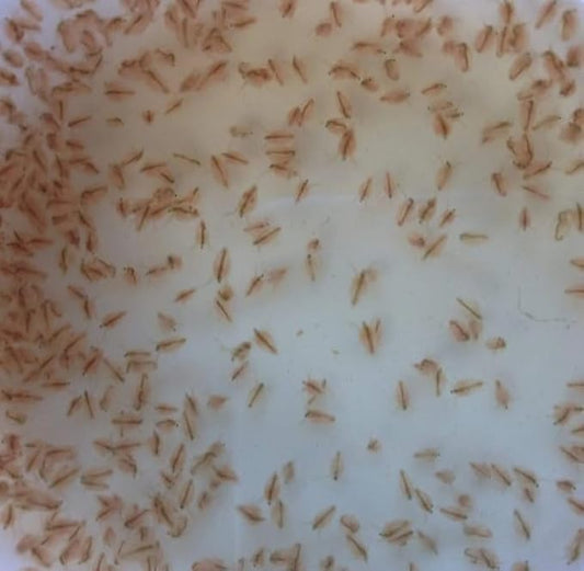 100+ Freshwater Water Daphnia-Great feeders for Freshwater Life and Axolots, Please See Our Seller Page for Our Shipping info and Refund Policy