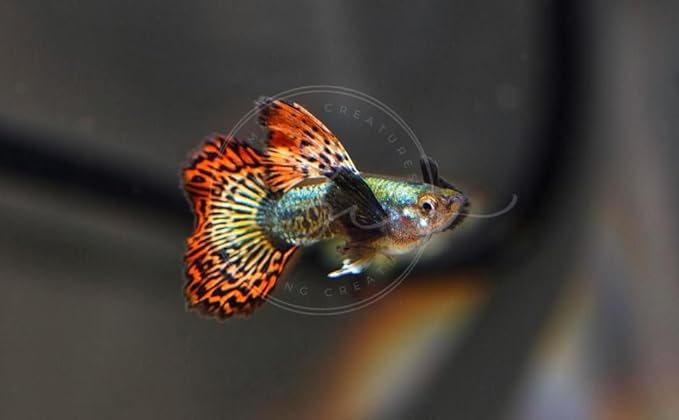 Swimming Creatures™ Tropical Live Guppy Freshwater Aquarium Fish (5 Dumbo Ear Male Guppy)