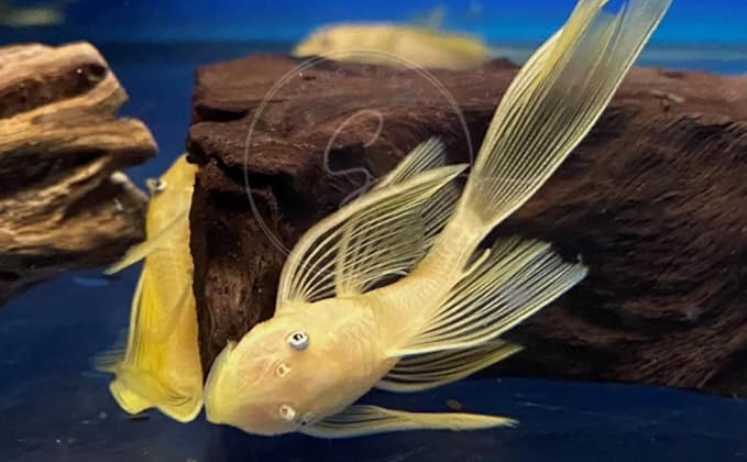 Swimming Creatures™ L‑144 Longfin Albino Pleco (Ancistrus cf. cirrhosus) – Tank-Bred Live Freshwater Aquarium Fish (Size Approx 1-2")
