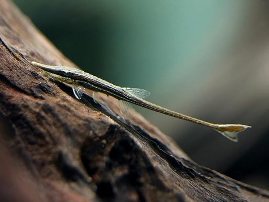 2-Pack Farlowella Catfish 3–4” – Live Freshwater Aquarium Fish – Rare Twig Catfish Species – Peaceful and Hardy Bottom Dweller – Unique Long-Body Loricariid Ideal for Planted Tanks