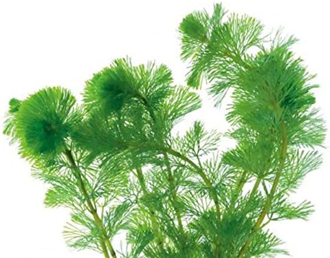 20 Live Mosquito Fish (Koi Pond) Aquarium Feeder Fish with Hornwort Plant