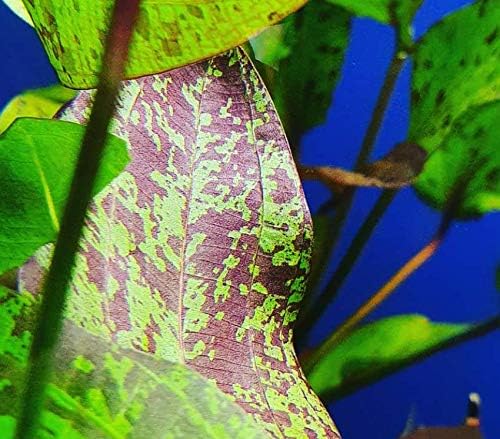 Echinodorus Ozelot "Red" Bundle Amazon Sword Tropical Live Aquarium Plants Decoration
