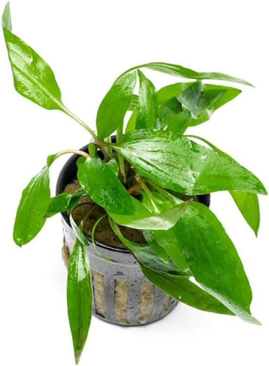 SubstrateSource Cryptocoryne Live Aquarium Plants - Freshwater Plant for Aquariums, Planted Fish Tanks - Beginner Friendly (Petchii, 1 Pot (3-5 Plants))