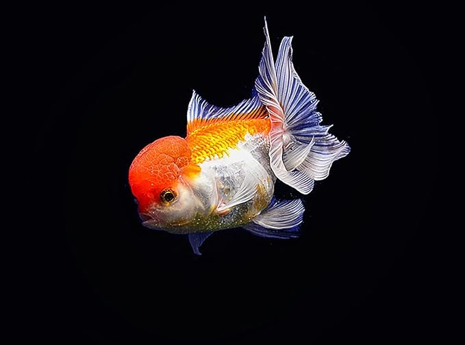 ORANDA Goldfish Food Floating Pellet 1.5 mm, 100 g. High Protein 47% Tropical Fish Feed Color Enhancing, Highly Nutritious for Growth Fast Formula Big Muscle & Mass Gain, Best Healthy Goldfish Feed