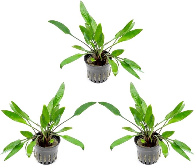 SubstrateSource Cryptocoryne Live Aquarium Plants - Freshwater Plant for Aquariums, Planted Fish Tanks - Beginner Friendly (Lutea, 3 Pots (15-20 Plants))