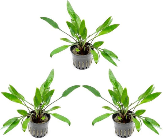 SubstrateSource Cryptocoryne Live Aquarium Plants - Freshwater Plant for Aquariums, Planted Fish Tanks - Beginner Friendly (Lutea, 3 Pots (15-20 Plants))