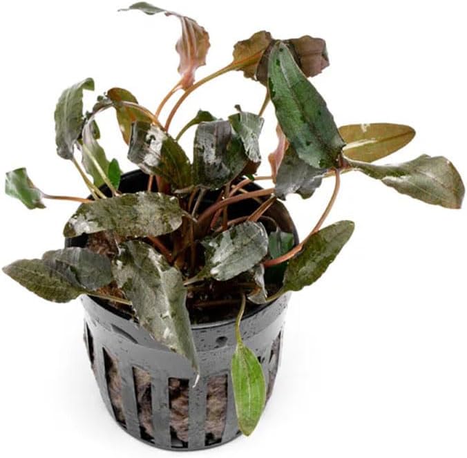 SubstrateSource Cryptocoryne Live Aquarium Plants - Freshwater Plant for Aquariums, Planted Fish Tanks - Beginner Friendly (Wendtii Brown, 1 Pot (3-5 Plants))