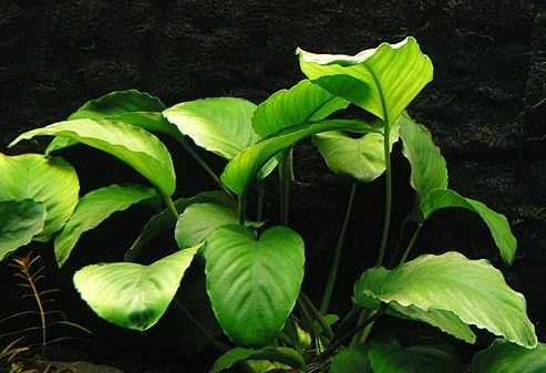 Anubias Barteri Large | Broad Leaf Live Aquarium Plant for Freshwater Fish Tank