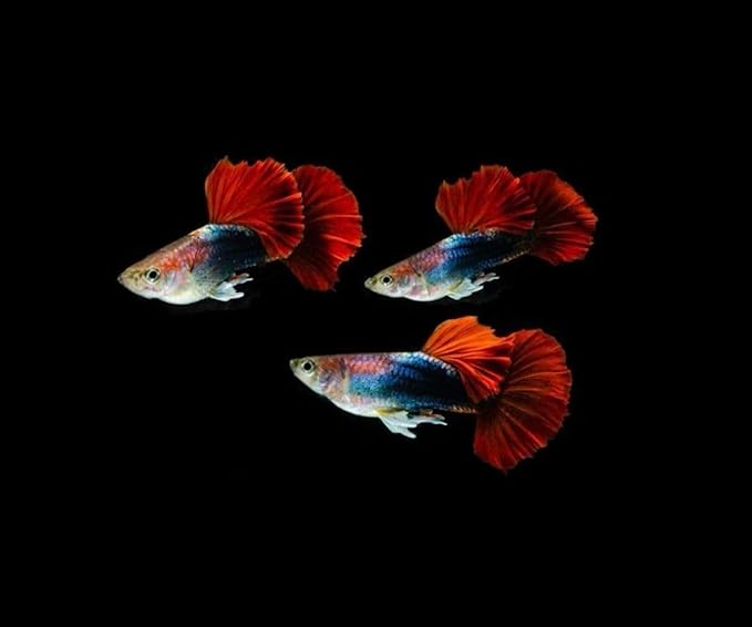 5+ HB Red Rose Halfmoon Guppy Live Aquarium Fish Tropical Freshwater Guppies for Community and Planted Tanks Active Ornamental Live Fish with Live Arrival Guarantee (5+)