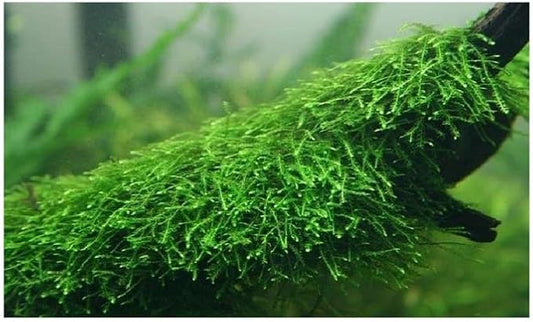 Marcus Fish Tanks Java Moss Taxiphyllum Barbieri Live Aquarium Moss Aquatic Plants Vesicularia Dubyana Buy 2 G 1