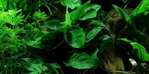 Anubias Barteri VAR Nana Potted Live Aquarium Plants Decoration for Freshwater Fish Tank by greenpro