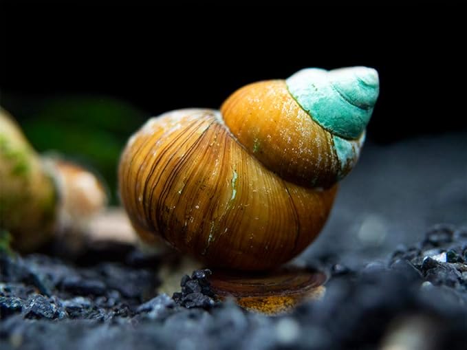 Aquatic Arts 5 Japanese Trapdoor Snails | Pond Snail/Freshwater Aquarium Clearer/Tetra Pond Clarifier/Filter | Great with Hornwort Plants