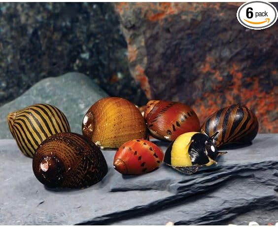Swimming Creatures™ Assorted Nerite Snails (6 Pack) Freshwater Aquarium Snails Live