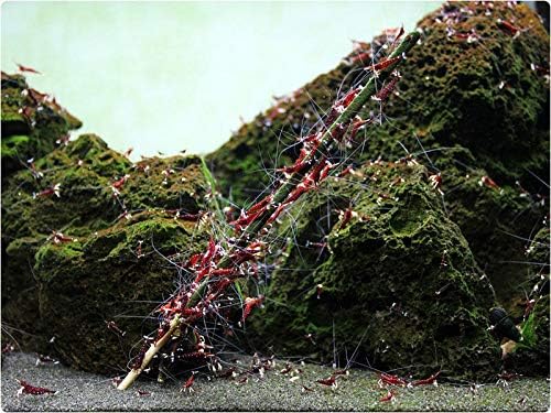 Shrimp Stix by ShrimpEnvy - Aquarium Lollies Food for Fish Snail Crab Invertebrates (10 Pieces, Shrimp Stix (10pcs x 8 inches))