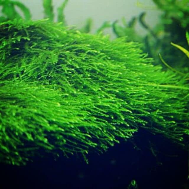 Marcus Fish Tanks Java Moss Taxiphyllum Barbieri Live Aquarium Moss Aquatic Plants Vesicularia Dubyana Buy 2 G 1