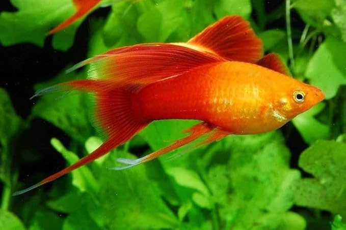Live Bearer Ultra Red Color Enhancing 1.5mm-2mm Floating Pellets. Color Enhancing in 10-Days for Swordtails, Platies, All Live Bearers…1-lb 8oz Medium Jar