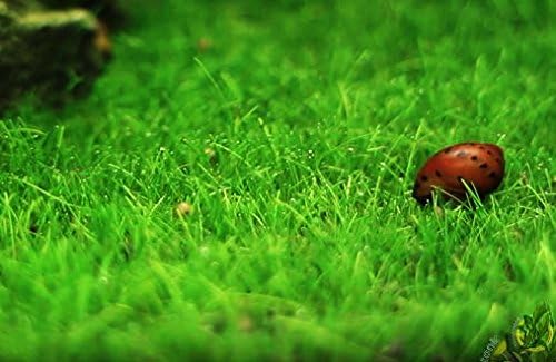Dwarf Hairgrass Live Aquarium Plants Tissue Culture Cup Freshwater Fish Tank Decorations