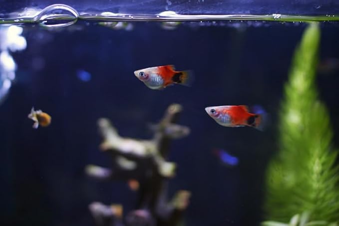 Swimming Creatures™ Tropical Live Guppy/Platy Livebearers Freshwater Aquarium Fish (6 Assorted Color Platy)