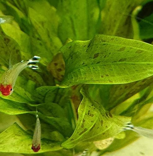 Echinodorus Ozelot "Red" Bundle Amazon Sword Tropical Live Aquarium Plants Decoration