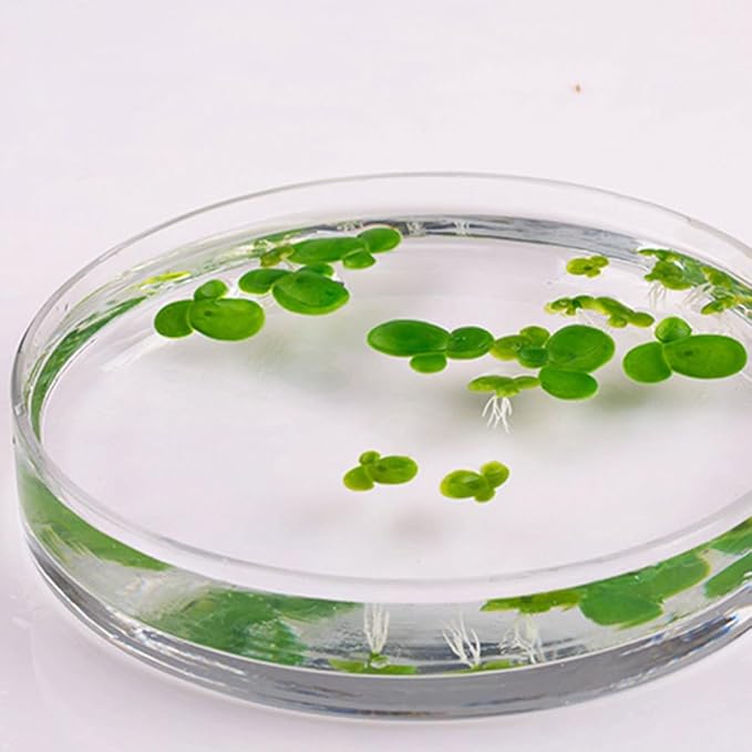 Balacoo 54 Pcs Artificial Mini Duckweed with Root, Mini Fake Duckweed for Aquarium Decor, Plastic Floating Fish Plants for Fish Tank Decor