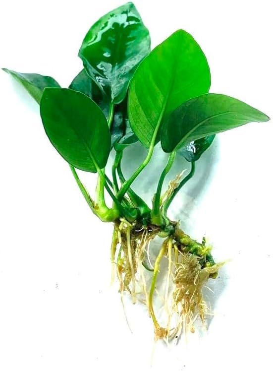 Java Fern and Anubias Aquarium Plant Bundle - Live Freshwater Plants for Aquascaping, Low Maintenance, Easy Beginner Friendly Decor for Fish Tank
