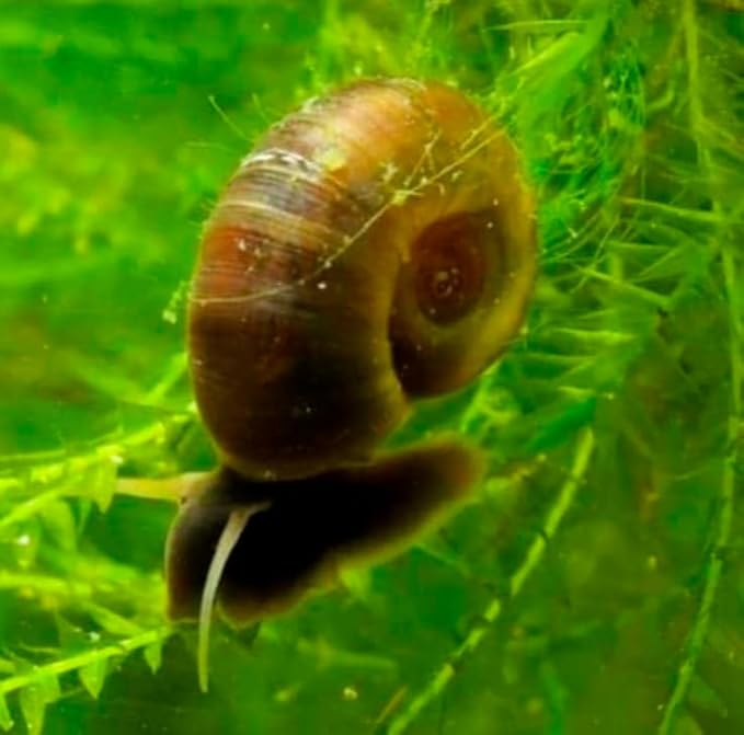 12+ Live Chocolate Ramshorn Freshwater Aquarium Algae Eaters Cleaners Feeder for Puffer Loaches Assassin Snails Live Aquarium Pets