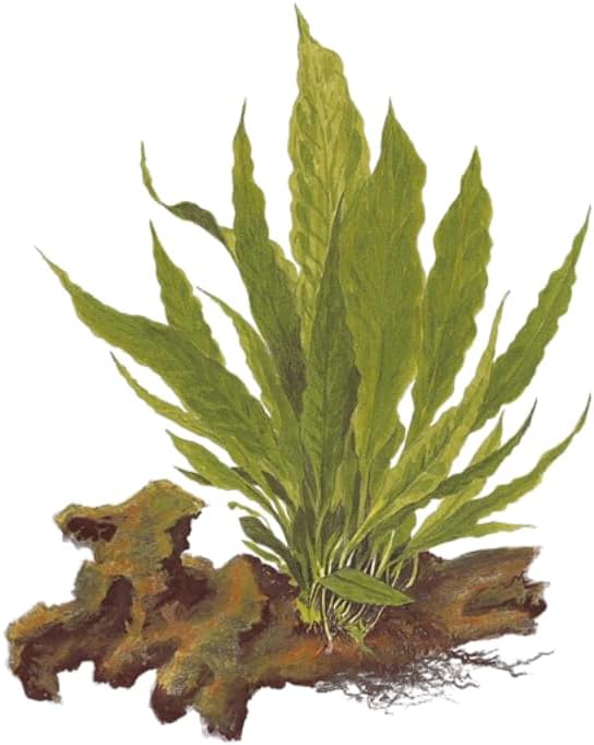 3 X Java Fern | Microsorum Pteropus + 1 Bonus Plant (Tropical Live Aquarium Plants) 2-Day Arrival