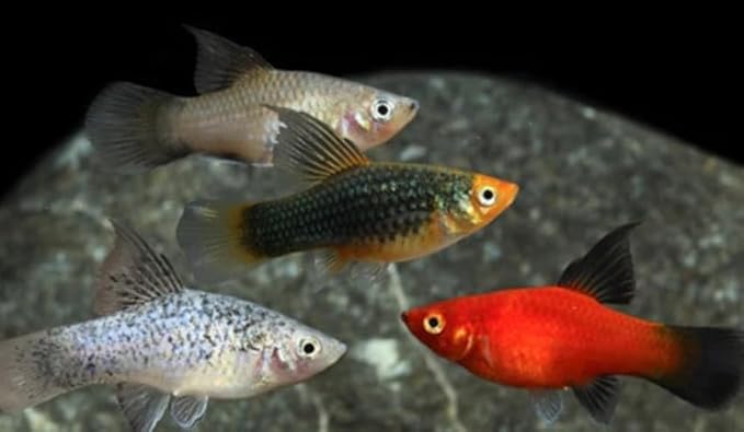 Swimming Creatures™ Tropical Live Guppy/Platy Livebearers Freshwater Aquarium Fish (6 Assorted Color Platy)