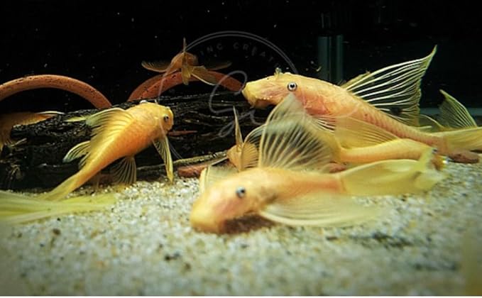 Swimming Creatures™ L‑144 Longfin Albino Pleco (Ancistrus cf. cirrhosus) – Tank-Bred Live Freshwater Aquarium Fish (Size Approx 1-2")