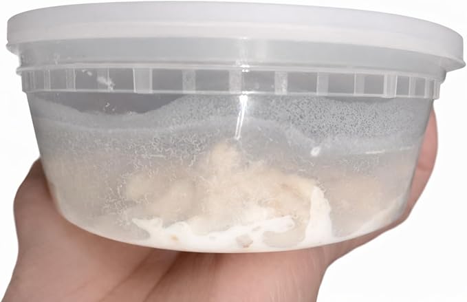 Microworms and Vinegar Eels Starter Culture Combo – Live Fish Fry Food for Betta, Guppy, Nano and Freshwater Baby Fish 5oz
