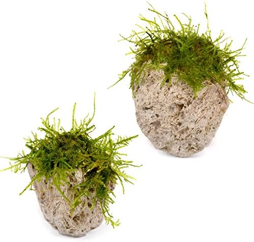 3Pcs Floating Real Rocks Aquarium Water Plant Fish Tank Aquatic Landscape