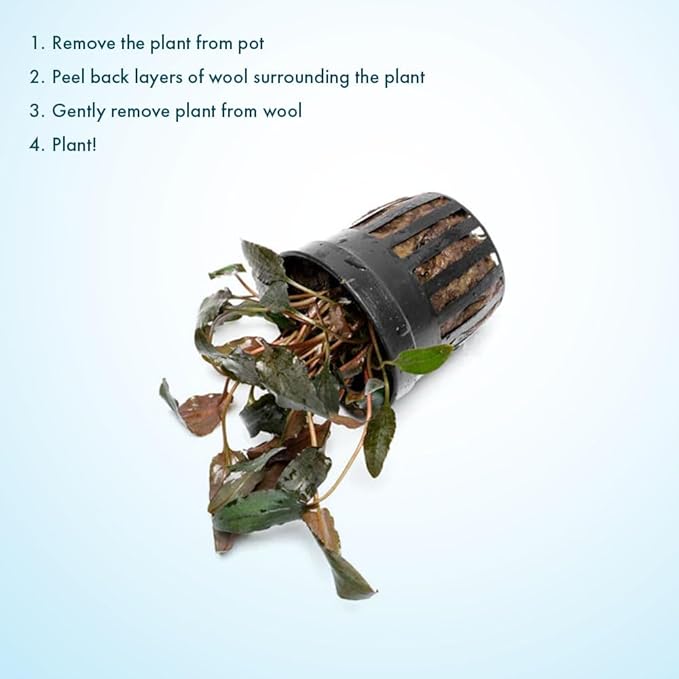 SubstrateSource Cryptocoryne Live Aquarium Plants - Freshwater Plant for Aquariums, Planted Fish Tanks - Beginner Friendly (Wendtii Brown, 3 Pots (15-20 Plants))
