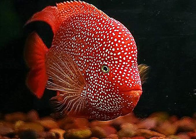 High Protein 45.5% Red Parrot Fish Food & Cichlid Fish Feed Floating Pellet 1.5 mm, 100 g. Astaxanthin Color Enhancing Highly Nutritious for Growth Fast, Big Body Healthy Shine Skin Tropical Fish