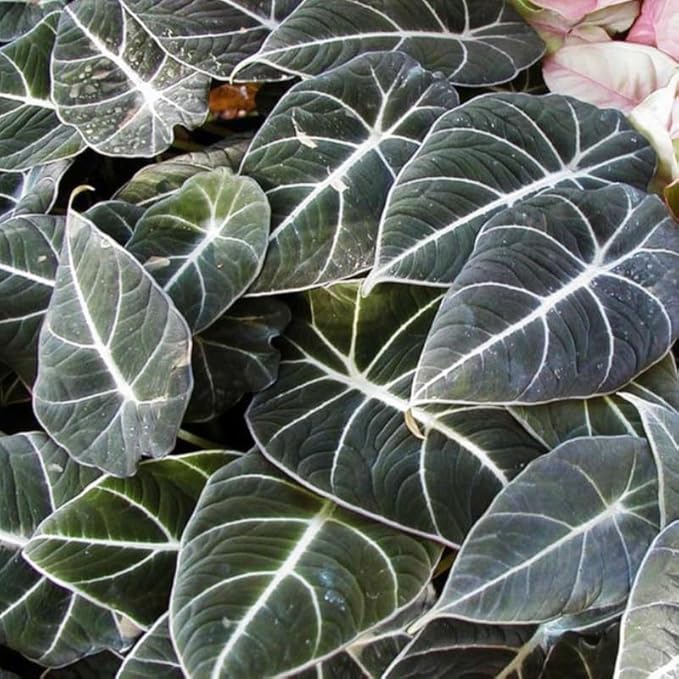 Pack 2 Black Velvet Alocasia Live Plant for Planting, Indoor Houseplant Alocasia Plant Live, 5 to 7 Inc Tall, Bare Root, Alocasia Colocasia Taro Plant for Ornamental Plants