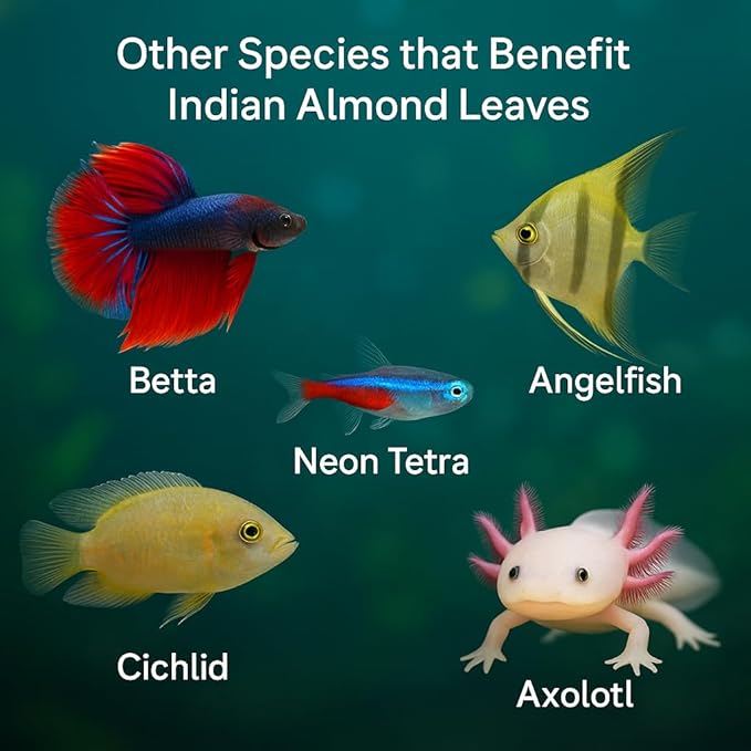 Shrimp Tank Accessories Indian Almond Leaves for Shrimps,Snails,Crayfish 10 Pack, 6” Dried Catappa Leaves for Aquariums, Betta Fish, Breeding Tanks, Neocardina,Cherry,Amano,Ghost Shrimp Natural Hides