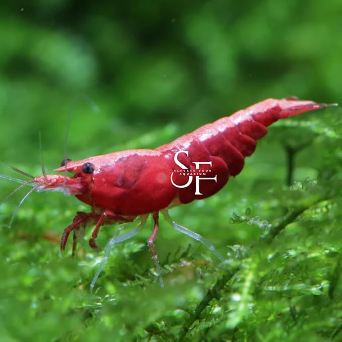 SF Aquatic™ 20 FIRE RED Shrimps High Grade Neocaridina Live Freshwater Aquarium Shrimps. Mature Breeding Age. Live Arrival Guarantee.