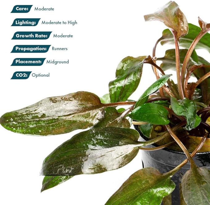 SubstrateSource Live Plants - Cryptocoryne Wendtii 'Florida Sunset' (Cryptocoryne wendtii) - Medium to High Light, Pink-White Accent for Midground Freshwater Aquarium Aquascaping - Pot