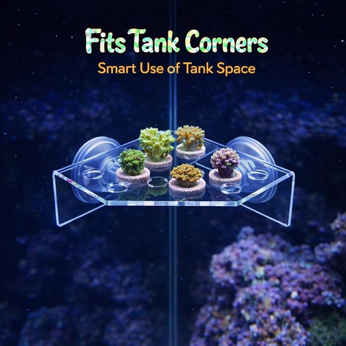 kcrygogo 13 Plug Holes Coral Frag Rack Clear Acrylic Holder Aquarium Fish Tank Button Coral Reef Broken Frame Enhanced Suction Cup (2 Pack)