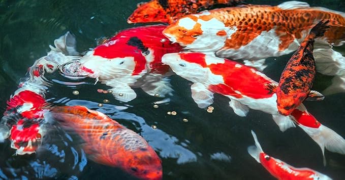 Sera Koi Professional Color Spring & Fall 500 g | Easily digestible koi Fish Food for Ponds | Premium Floating pellets with Vitamin C & Omega acids | Seasonal Fish Food for Freshwater Ponds