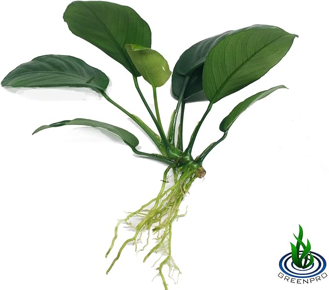 | The Aquarium Plants Package Decoration Micro Sword Anubias Amazon Sword Java Fern Moss Crypt Value Pack