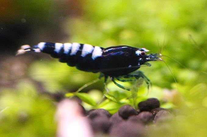 ShrimpRack™ 10 Black German Pinto Freshwater Aquarium Shrimps 1/4 to 1/2 inch Long.