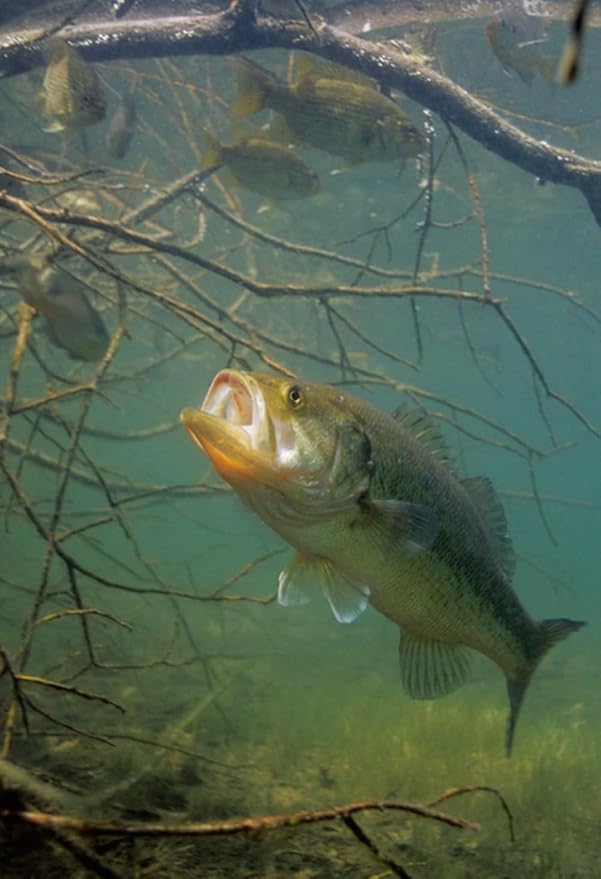 CountryMax Floating Sportfish Game Fish Food 32% Protein for Pond and Lakes, Extruded Feed for Bluegill, Catfish, Minnows, Bass, Carp (22 Pounds)