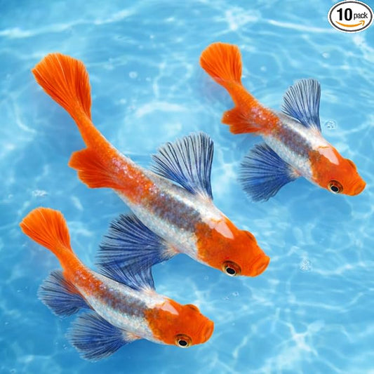 Platinum Red Tail Big Ear Koi Guppy Live Aquarium Fish (10+ Count) Tropical Freshwater Guppies for Community and Planted Tanks