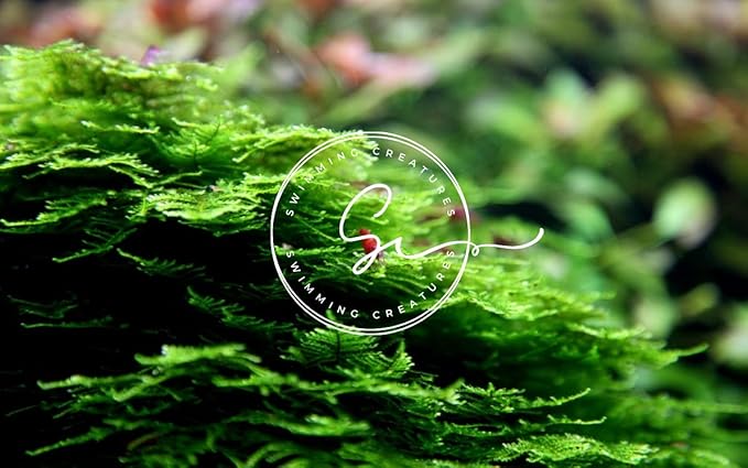 Swimming Creatures™ Live Aquarium Plants (Christmas Moss (25sq inch Portion))