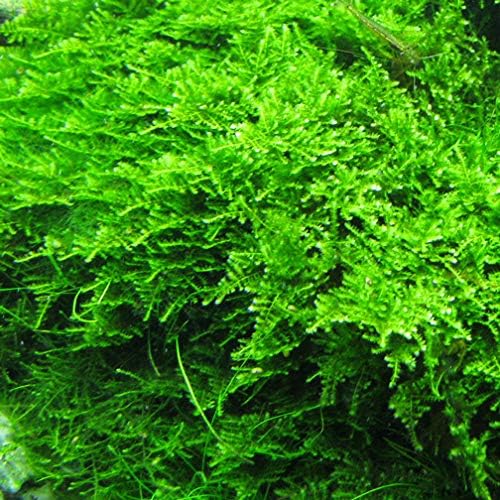 Marcus Fish Tanks - Christmas Moss Vesicularia Montagnei Easy Live Aquarium Plant Large Baseball Size Portion Buy 2 GET 1FREE