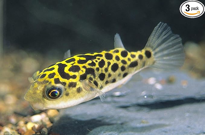 Leopard Puffer 1 inch Pack of 3 Live Aquarium Fish. Active, Colorful, and Ideal for Community Aquariums. Easy to Care for, These Freshwater Fish Thrive alongside Other Species.